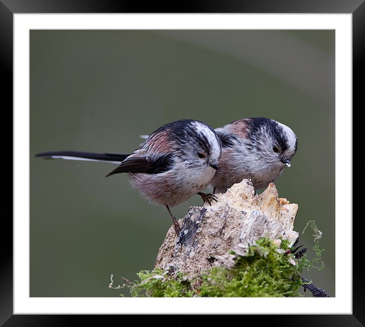 Longtailed Tits. Framed Mounted Print by Don Davis