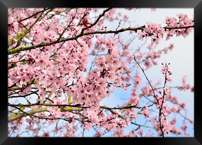 Cherry Blossom Framed Print by Jon Short