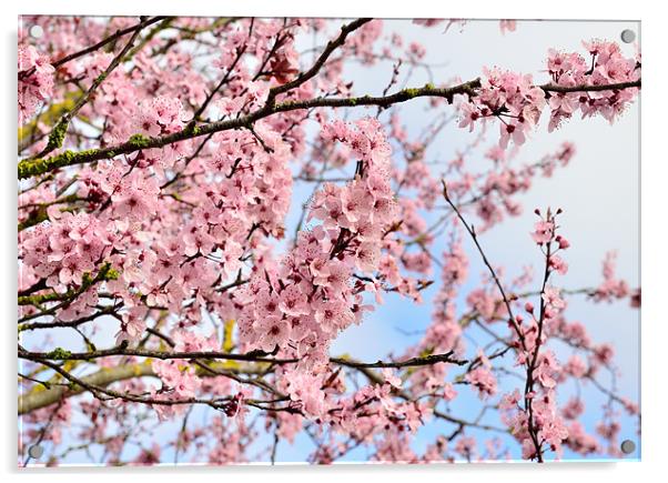Cherry Blossom Acrylic by Jon Short