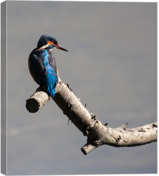 Kingfisher Canvas Print by Gail Johnson