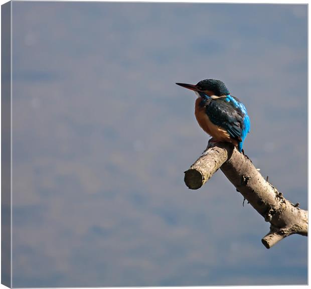 Kingfisher sitting on a tree branch Canvas Print by Gail Johnson