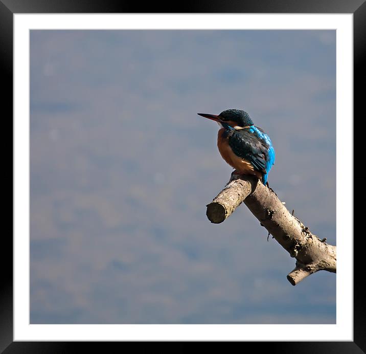 Kingfisher sitting on a tree branch Framed Mounted Print by Gail Johnson
