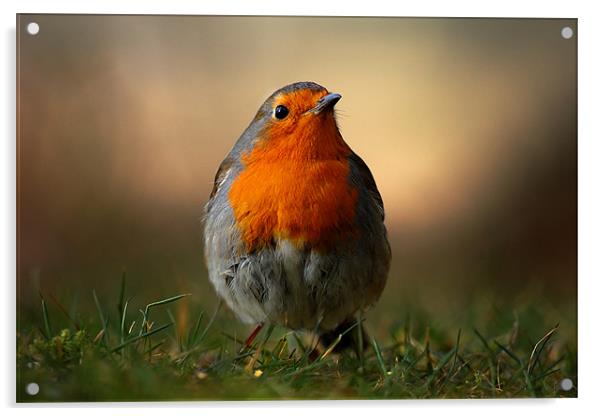 Robin Acrylic by Macrae Images