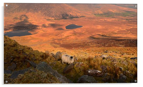 View from the Connor Pass Acrylic by barbara walsh