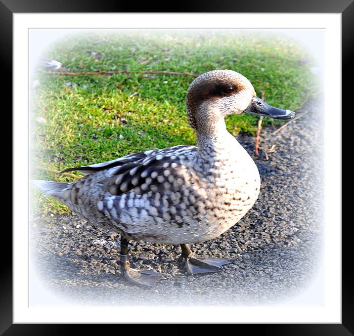 A duck Framed Mounted Print by sue davies