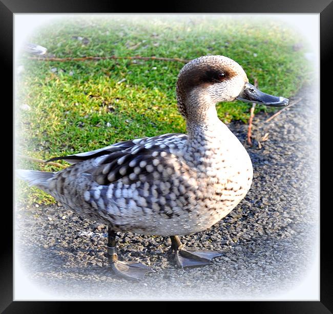 A duck Framed Print by sue davies
