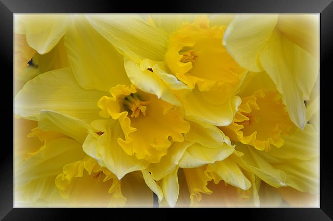 daffs Framed Print by sue davies