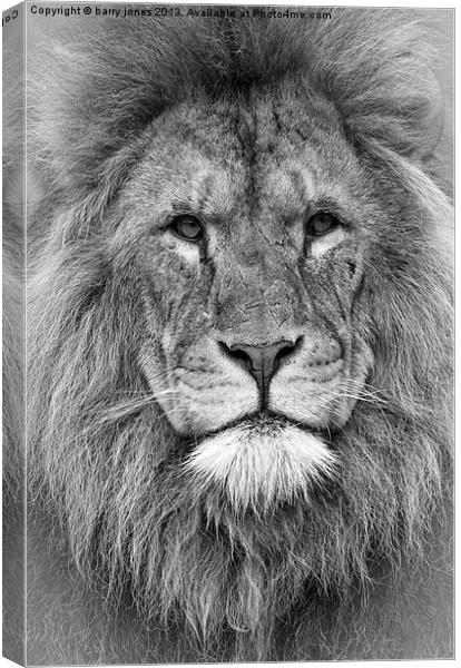 The lion king. Canvas Print by barry jones