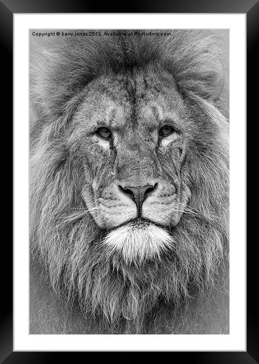 The lion king. Framed Mounted Print by barry jones