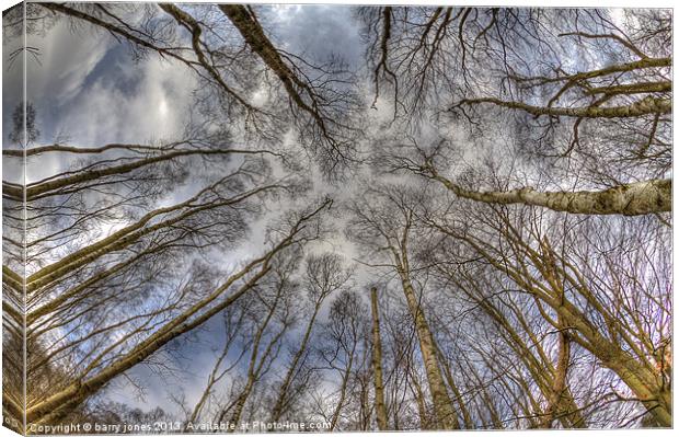 Looking to the tree top. Canvas Print by barry jones