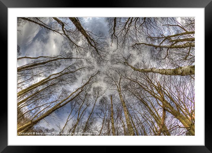 Looking to the tree top. Framed Mounted Print by barry jones
