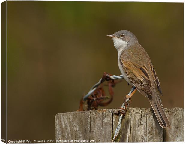 Whitethroat Canvas Print by Paul Scoullar