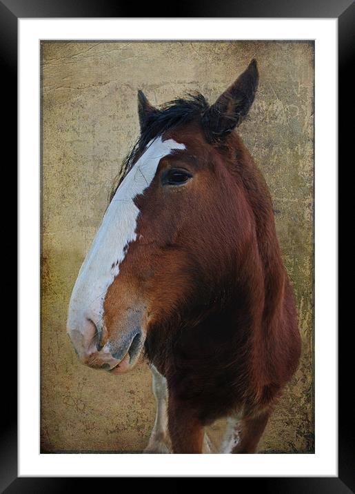 Mr Handsome Framed Mounted Print by Jacqi Elmslie