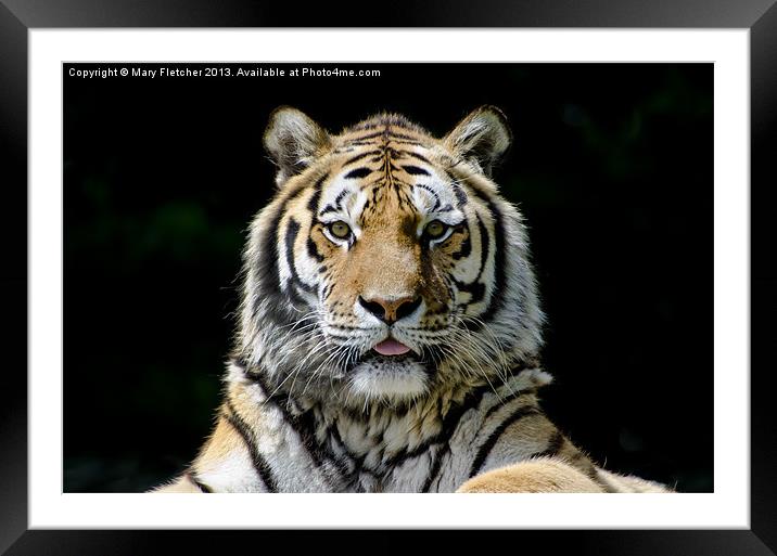 Tiger, Tiger! Framed Mounted Print by Mary Fletcher