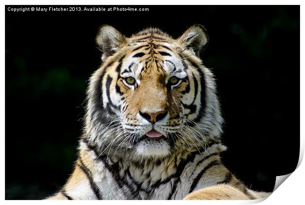 Tiger, Tiger! Print by Mary Fletcher