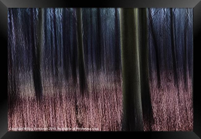 Enchanted Forest Framed Print by Roy Scrivener