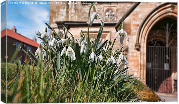 Snowdrops at Bempton Church Canvas Print by David Hollingworth