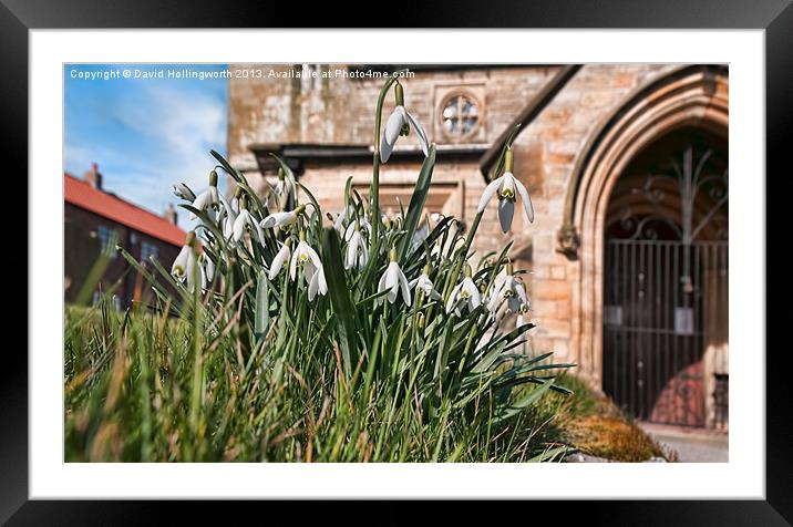 Snowdrops at Bempton Church Framed Mounted Print by David Hollingworth