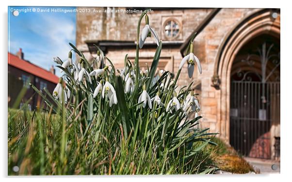 Snowdrops at Bempton Church Acrylic by David Hollingworth
