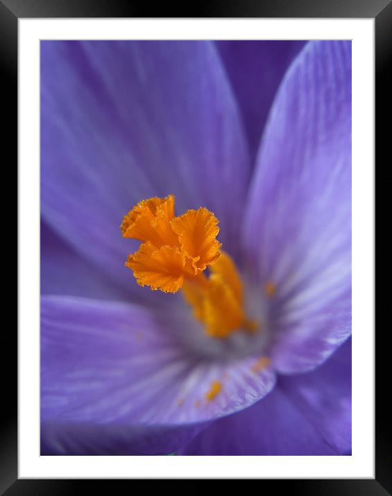 spring crocus Framed Mounted Print by Heather Newton