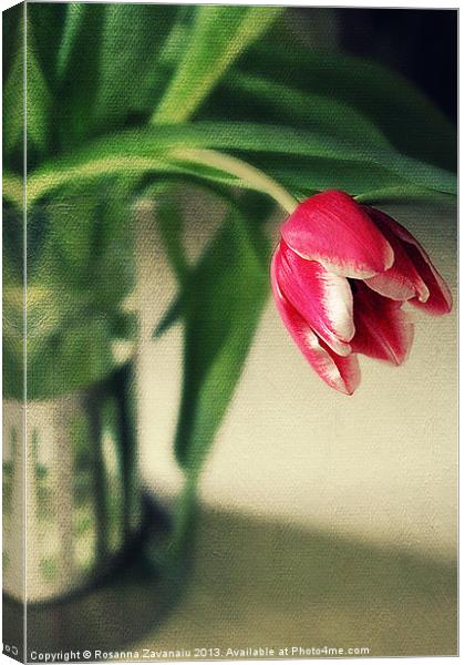 Just One Tulip. Canvas Print by Rosanna Zavanaiu