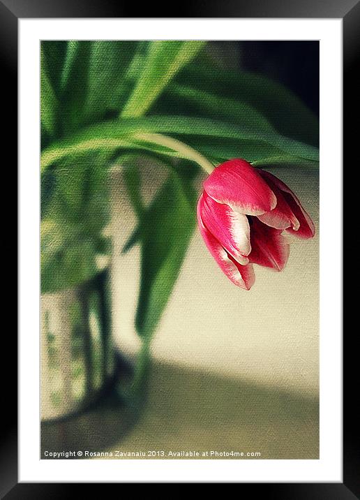 Just One Tulip. Framed Mounted Print by Rosanna Zavanaiu