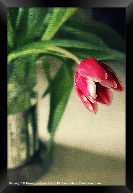 Just One Tulip. Framed Print by Rosanna Zavanaiu