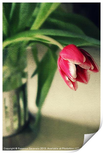 Just One Tulip. Print by Rosanna Zavanaiu