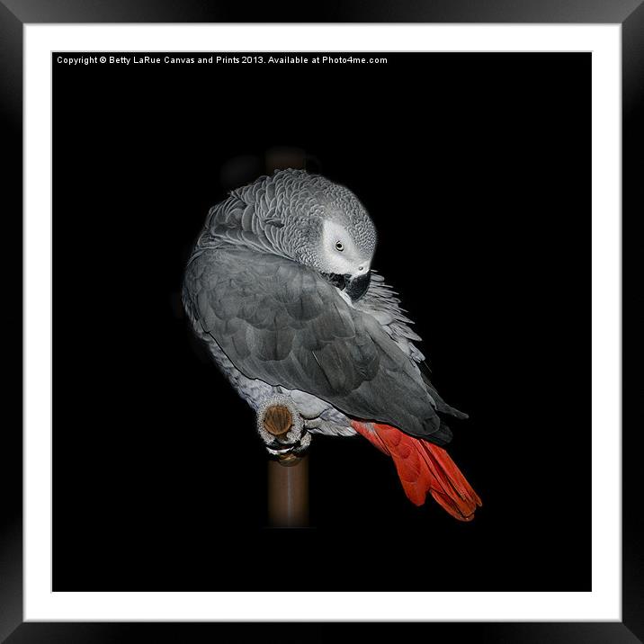 Beautiful African Grey Framed Mounted Print by Betty LaRue