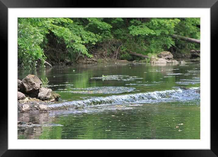 Trout Stream Framed Mounted Print by stacey meyer