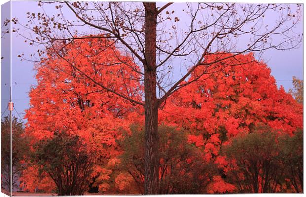 Fall Color Canvas Print by stacey meyer