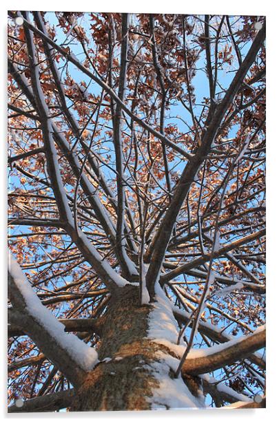 Pin Oak in Winter Acrylic by stacey meyer