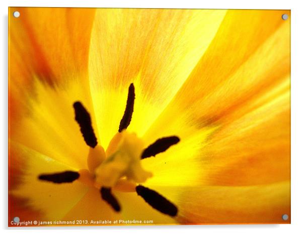 Golden Tulip Acrylic by james richmond