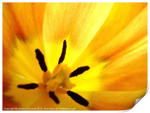 Golden Tulip Print by james richmond