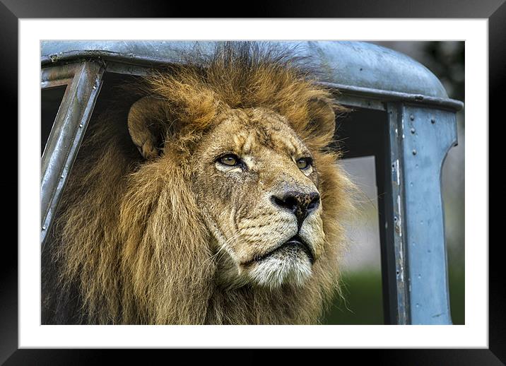 King Framed Mounted Print by Kelvin Rumsby