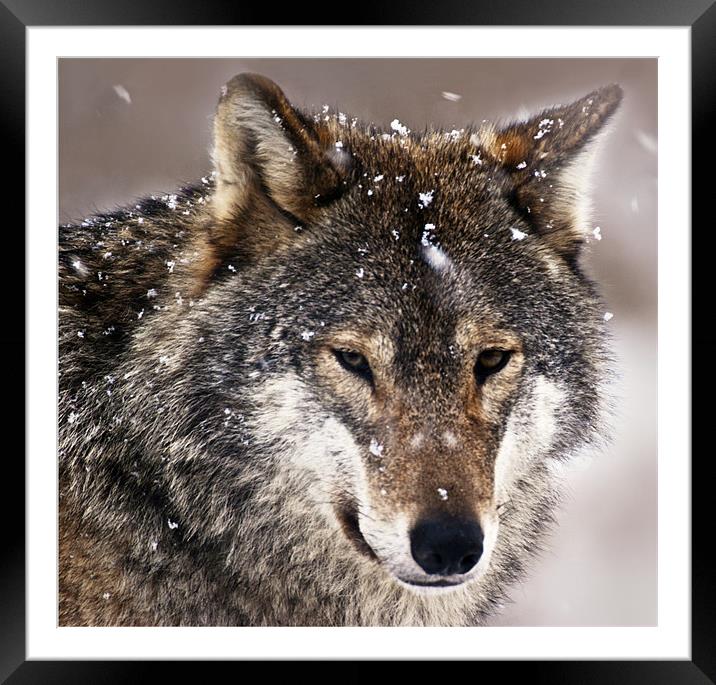 Wolf Framed Mounted Print by Sam Smith
