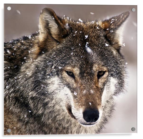 Wolf Acrylic by Sam Smith