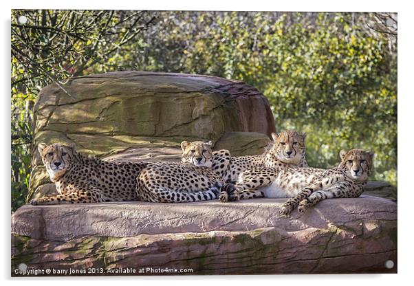 Coalition of cheetahs Acrylic by barry jones