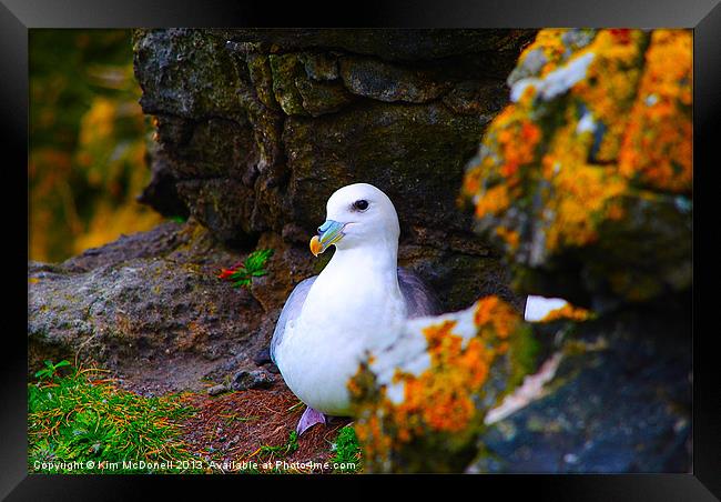 Seabird Framed Print by Kim McDonell