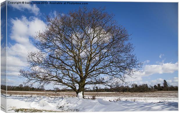 A single tree in the snow. Canvas Print by barry jones