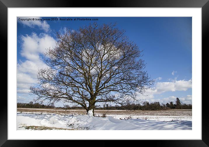 A single tree in the snow. Framed Mounted Print by barry jones