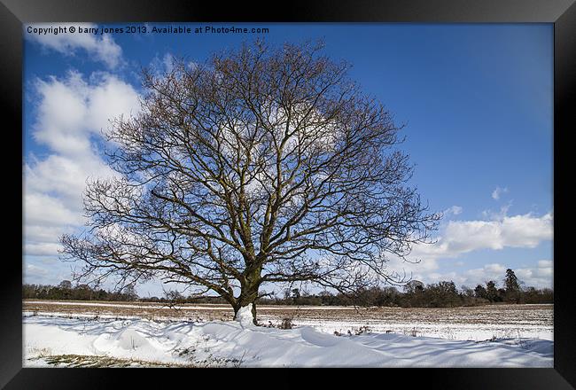 A single tree in the snow. Framed Print by barry jones
