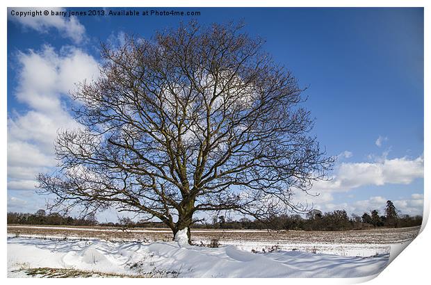 A single tree in the snow. Print by barry jones