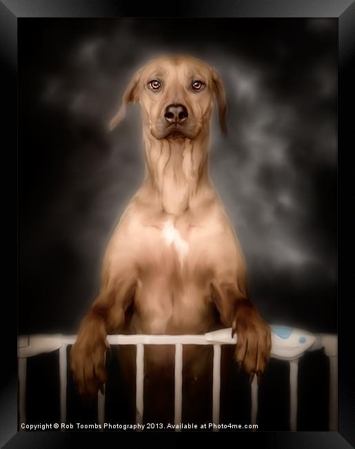THE CURIOUS RIDGEBACK Framed Print by Rob Toombs