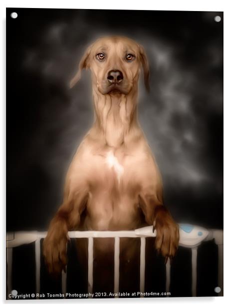 THE CURIOUS RIDGEBACK Acrylic by Rob Toombs