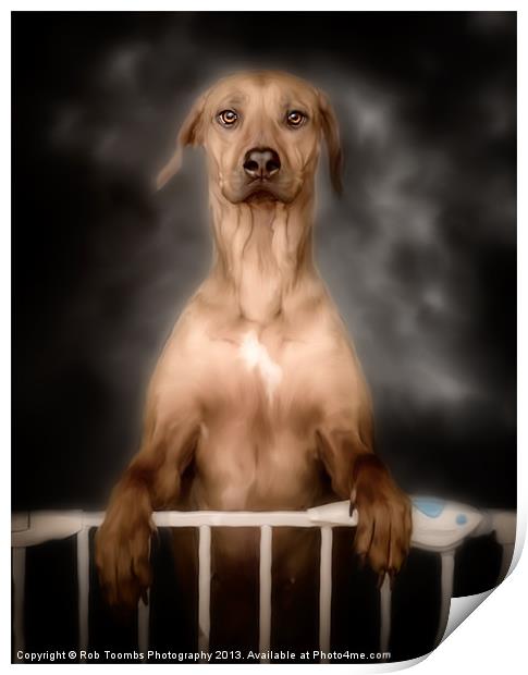 THE CURIOUS RIDGEBACK Print by Rob Toombs