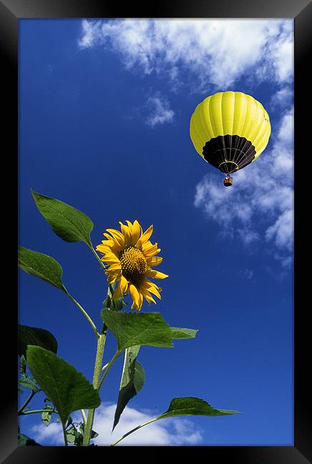 Balloon flying over sunflower Framed Print by Peter Cope