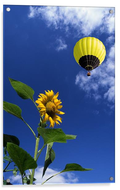 Balloon flying over sunflower Acrylic by Peter Cope