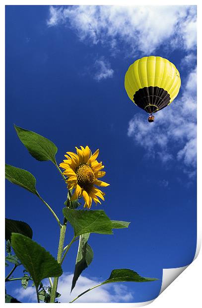 Balloon flying over sunflower Print by Peter Cope