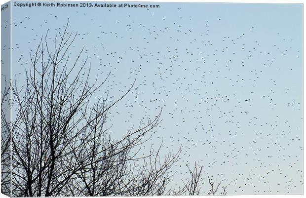 A startling Starling migration Canvas Print by Keith Robinson